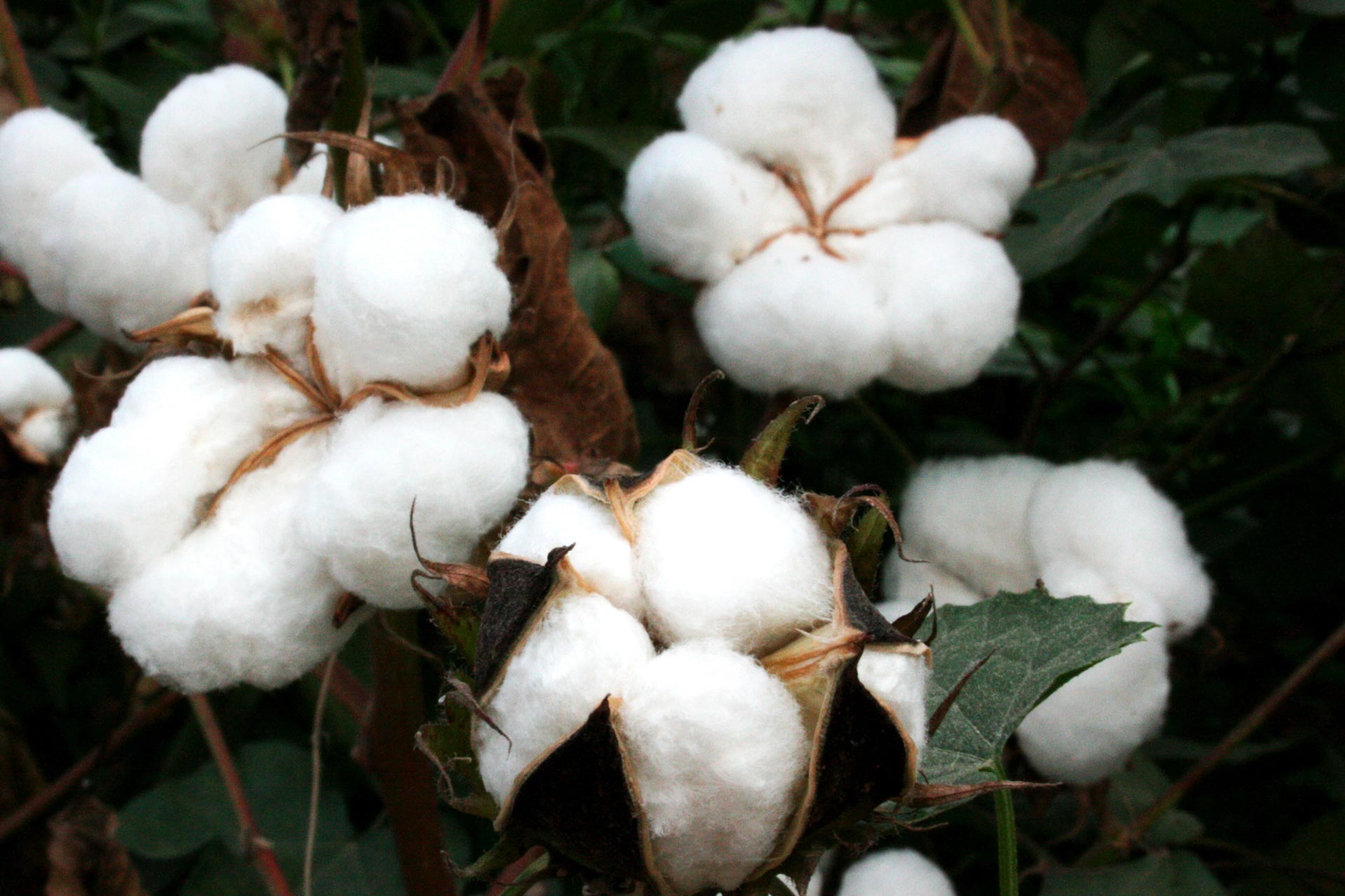cotton-web1.jpg
